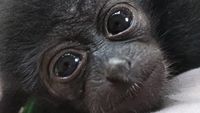 Ini Mimi, Owa Siamang Bupati Badung yang Diserahkan ke BKSDA