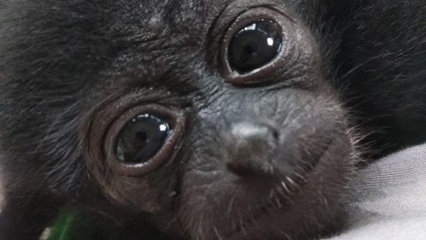 Ini Mimi, Owa Siamang Bupati Badung yang Diserahkan ke BKSDA