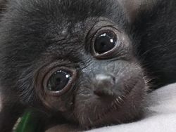 Owa Siamang Bupati Badung Bali Dipindah ke Pusat Rehab Satwa di Sumbar