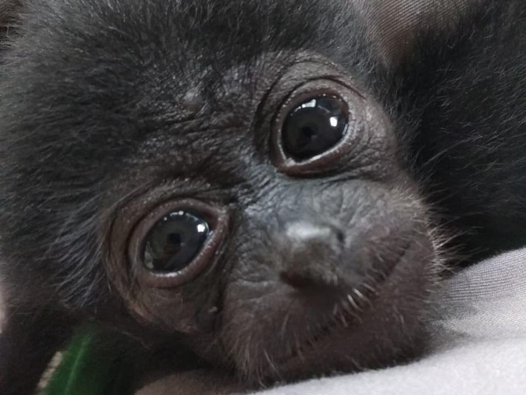 Owa Siamang Bupati Badung Bali Dipindah ke Pusat Rehab Satwa di Sumbar Owa Siamang Bupati Badung Bali Dipindah ke Pusat Rehab Satwa di Sumbar