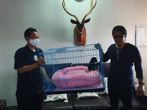 Beda Perlakuan Hukum Sukena dengan Giri Prasta dalam Kasus Satwa Dilindungi