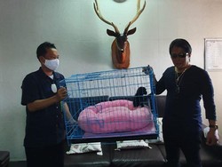 Pelihara Satwa Dilindungi Owa Siamang, Bupati Badung Bali Minta Maaf