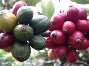 Daya Kopi Ekselsa Wonosalam