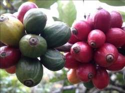 Daya Kopi Ekselsa Wonosalam