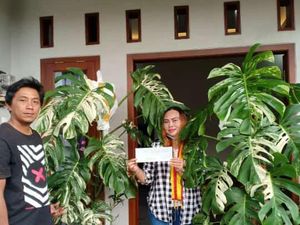 Viral Tanaman Hias Monstera dari Tawangmangu Dibeli Emak-emak Rp 225 Juta Viral Tanaman Hias Monstera dari Tawangmangu Dibeli Emak-emak Rp 225 Juta