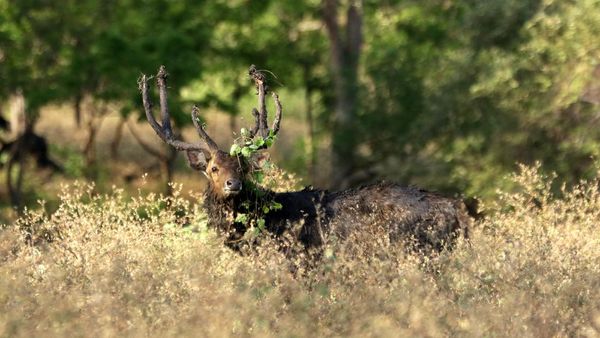 Intip Aktivitas Hewan di Taman Nasional Baluran Saat Tutup Imbas PPKM