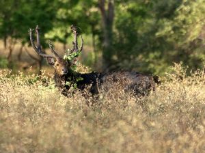 Intip Aktivitas Hewan di Taman Nasional Baluran Saat Tutup Imbas PPKM Intip Aktivitas Hewan di Taman Nasional Baluran Saat Tutup Imbas PPKM