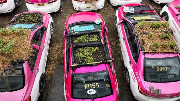 Vegetable gardens are seen on the roofs of vehicles of a taxi rental garage firm, whose cars are currently out of service due to the downturn in business as a result of the Covid-19 coronavirus pandemic, in Bangkok on September 15, 2021. (Photo by Jack TAYLOR / AFP)