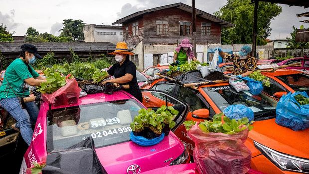 Staff members of a taxi rental garage plant vegetables on the roofs of the firm's many vehicles currently out of service due to the downturn in business as a result of the Covid-19 coronavirus pandemic in Bangkok on September 15, 2021. (Photo by Jack TAYLOR / AFP)