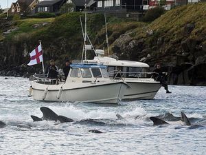 Horor 1.400 Lumba-lumba Dibantai di Kepulauan Faroe dalam Sehari Horor 1.400 Lumba-lumba Dibantai di Kepulauan Faroe dalam Sehari