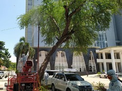 BPBD Cirebon Semport Disinfektan di Lokasi Burung Pipit Mati Massal