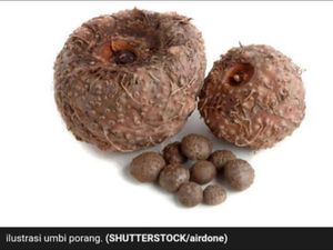 Intip Petani Milenial Panen Porang, Tanaman Liar yang Hasilkan Cuan Intip Petani Milenial Panen Porang, Tanaman Liar yang Hasilkan Cuan