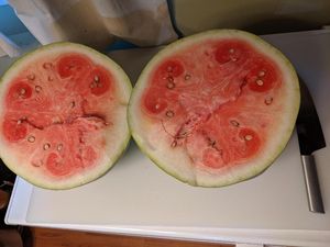 Tanam Semangka Langka Abad 20, Blogger Ini Kecewa Rasa Buahnya Tidak Enak