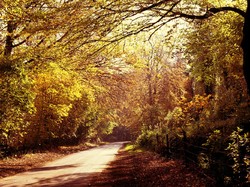 Hutan Horor dan Mitos Hantu Wanita Gentayangan