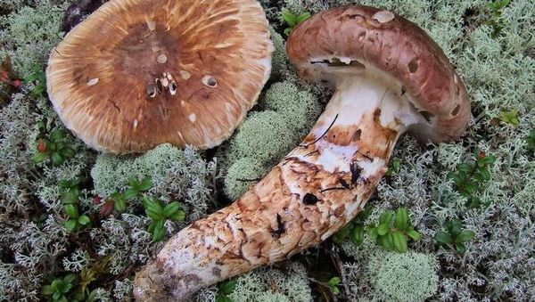 8 Makanan Sultan, Sobat Misqueen Minggir Dulu