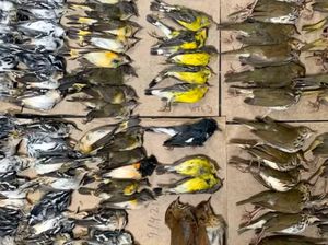 Polusi Cahaya Bunuh Ratusan Burung Saat Migrasi