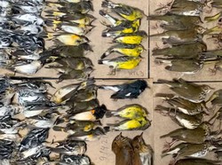 Polusi Cahaya Bunuh Ratusan Burung Saat Migrasi