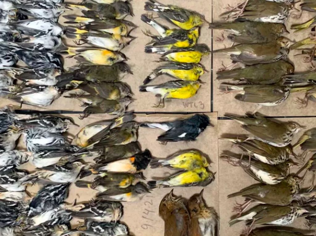 Polusi Cahaya Bunuh Ratusan Burung Saat Migrasi Polusi Cahaya Bunuh Ratusan Burung Saat Migrasi