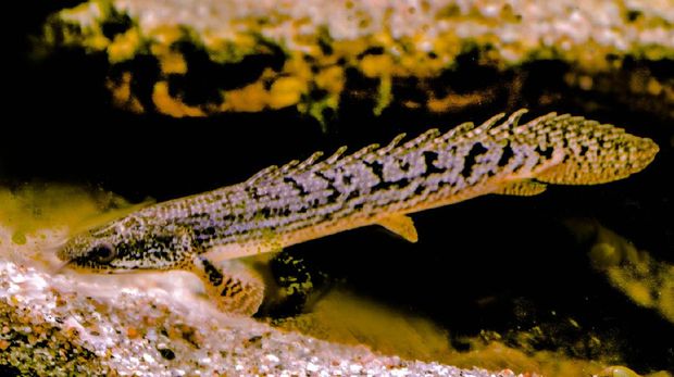 Ideal for freshwater aquariums, books of rare species, live in Asia and Africa,  exotic invasive species inSpain.unusual breathing system, lets you live out of water