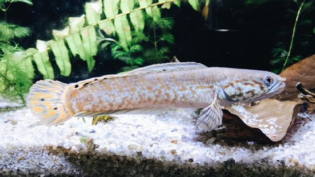 My Channa bleheri. Another species of dwarf snakehead.