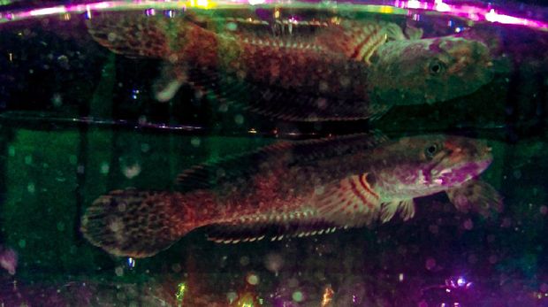 Channa gachua Bogo is a type of freshwater fish belonging to the Channidae tribe. This wild fish is widespread from Pakistan to Indonesia