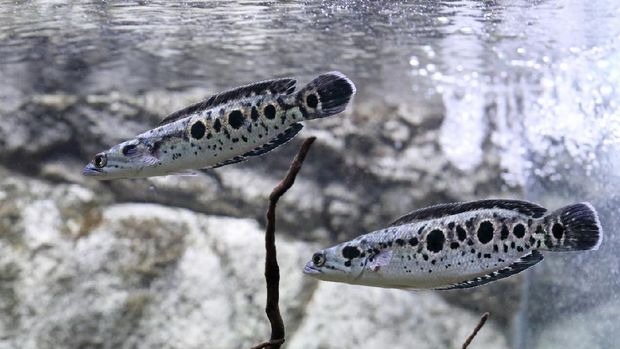 Channa pleurophthalma Channa pleurophthalma. Two spotted snakehead swim in an aquarium