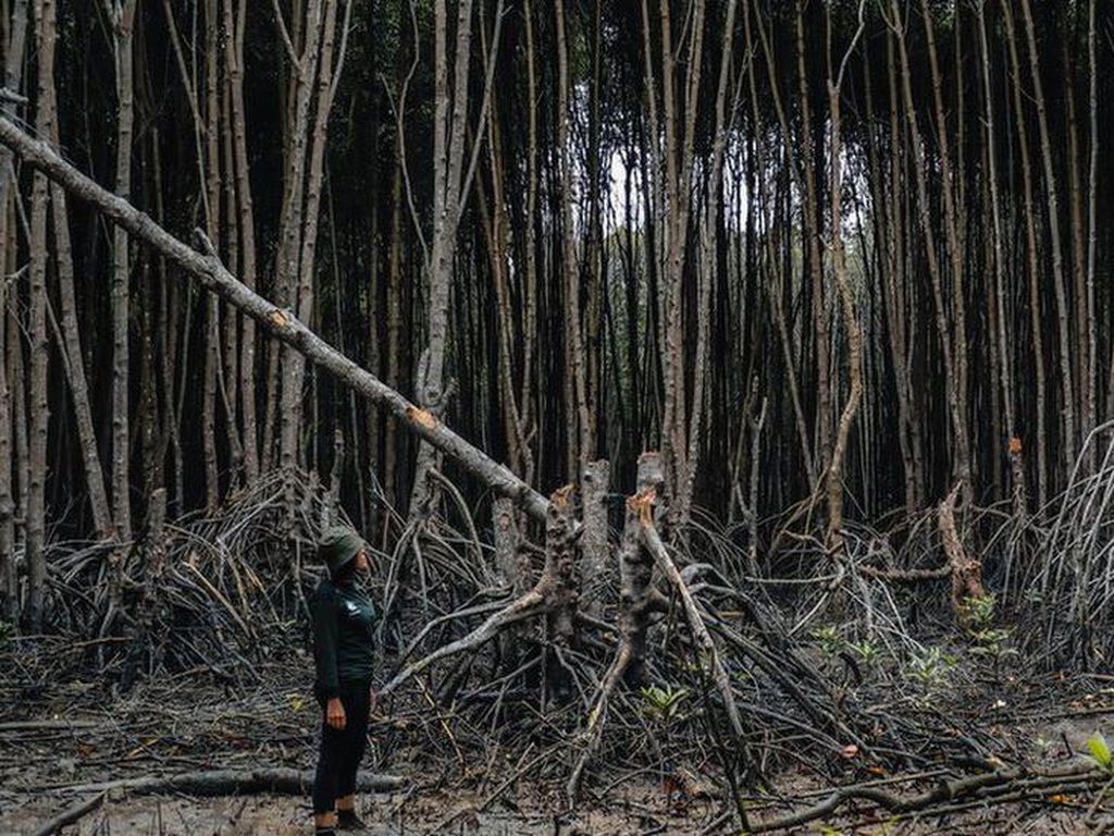 Kerusakan Hutan Bakau RI Disorot dalam Lomba Fotografi Mangrove Dunia