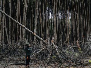 Kerusakan Hutan Bakau RI Disorot dalam Lomba Fotografi Mangrove Dunia Kerusakan Hutan Bakau RI Disorot dalam Lomba Fotografi Mangrove Dunia