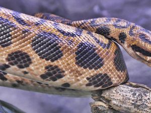 Hantaman Asteroid Musnahkan Dinosaurus Tapi Jadi Keberuntungan Bagi Ular