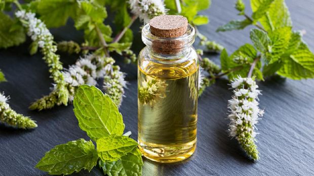 A transparent bottle of peppermint essential oil with blooming peppermint twigs