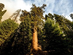 Upaya Melindungi Pohon Sequoia Raksasa dari Kebakaran Hutan