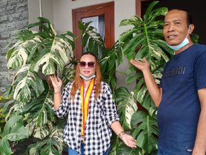 Pengakuan Emak-emak Viral Beli Tanaman Hias dari Tawangmangu Rp 225 Juta