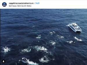 Sangat Langka, Fenomena Migrasi Gerombolan Ratusan Paus Bungkuk Sangat Langka, Fenomena Migrasi Gerombolan Ratusan Paus Bungkuk