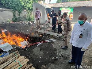258 Paket Benih Tanaman Ilegal dari 25 Negara Dimusnahkan 258 Paket Benih Tanaman Ilegal dari 25 Negara Dimusnahkan