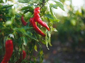 6 Penyakit Tanaman Cabai dan Cara Mengatasinya