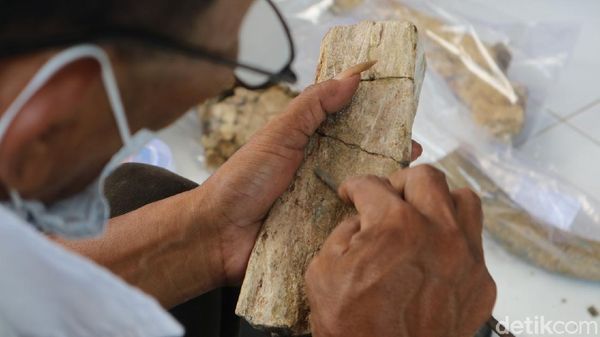 Foto: 61 Fosil Rusa-Gajah Purba Museum Patiayam Diselamatkan