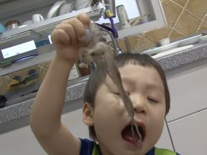 Bocah 3 Tahun Ini Doyan Gurita Hidup, Sebut Rasanya Enak dan Kenyal