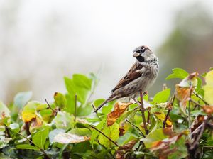 Kisah Burung Pipit dan Nabi Ibrahim saat Bantu Padamkan Api Kisah Burung Pipit dan Nabi Ibrahim saat Bantu Padamkan Api
