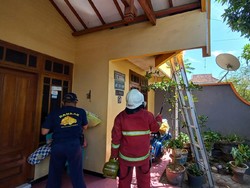 Damkar Probolinggo Kewalahan Musnahkan Sarang Tawon Ndas di Rumah Warga