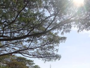 Serasa Main ke Rumah Nenek, Nyantai di Tepi Sawah