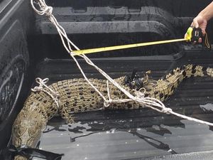 Sepekan Resahkan Warga, Seekor Buaya Ditangkap di Labura Sumut