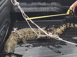 Sepekan Resahkan Warga, Seekor Buaya Ditangkap di Labura Sumut