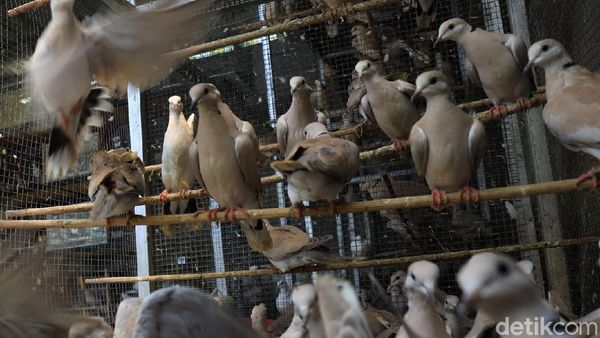Bangkit dengan Beternak Burung Puter Pelung Trah Juara
