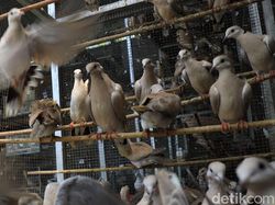 Bangkit dengan Beternak Burung Puter Pelung Trah Juara