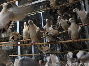 Bangkit dengan Beternak Burung Puter Pelung Trah Juara