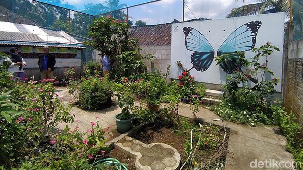 Begini Penangkaran Kupu-kupu Buatan Pasutri di Magelang
