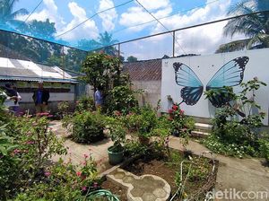 Begini Penangkaran Kupu-kupu Buatan Pasutri di Magelang
