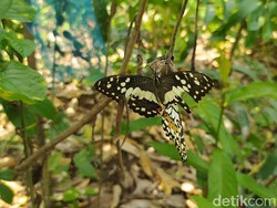 Proses Metamorfosis Kupu-kupu, dari Telur, Larva, hingga Dewasa