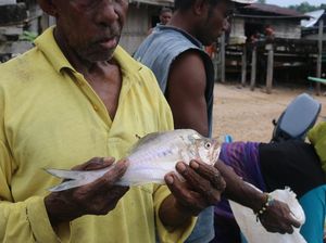 Ikan yang Unik dari Papua, Disebut Ikan Kaca dan Perawat