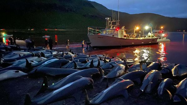 Ini Potret Ribuan Lumba-lumba yang Dibunuh di Kepulauan Faroe